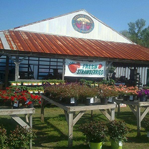 Sonny Rowe Farm & Market 